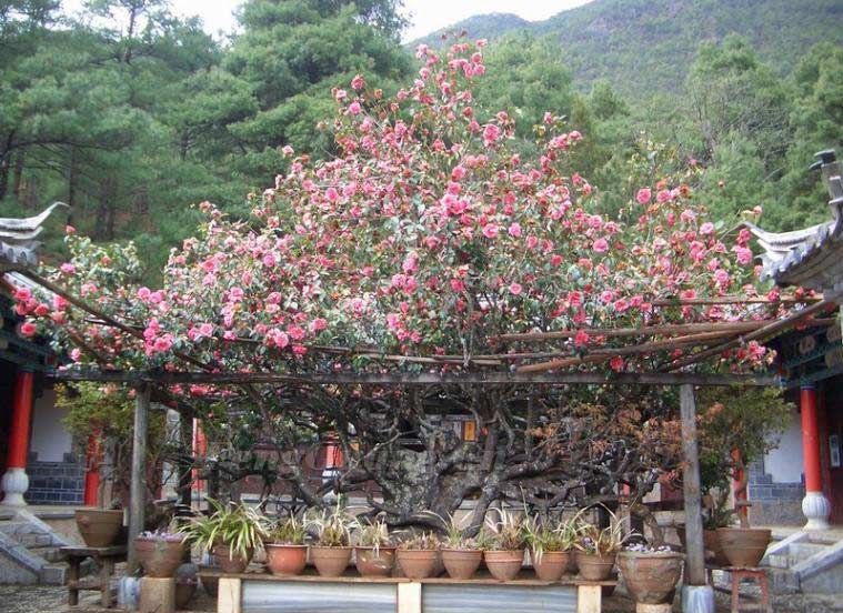 麗江玉峰寺院