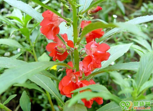 霸王七(鳳仙花科植物野風仙花的塊根)