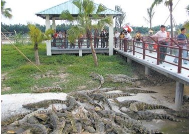 珠海鱷魚島