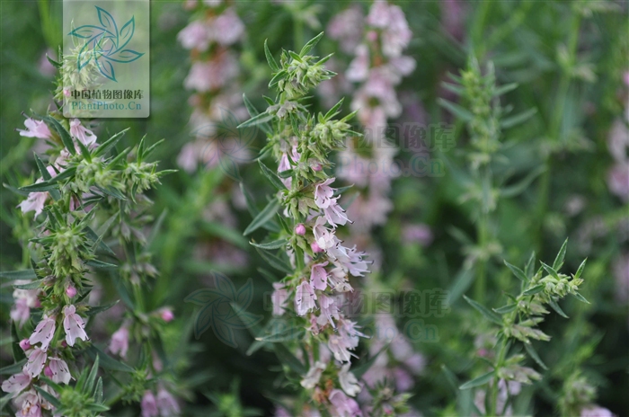 白花變種(硬尖神香草白花變種)