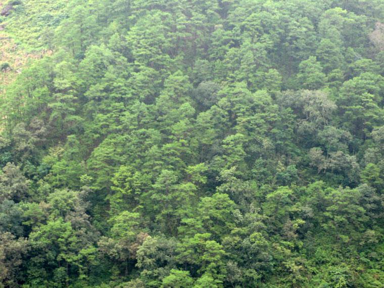 大村、半坡自然村生態林