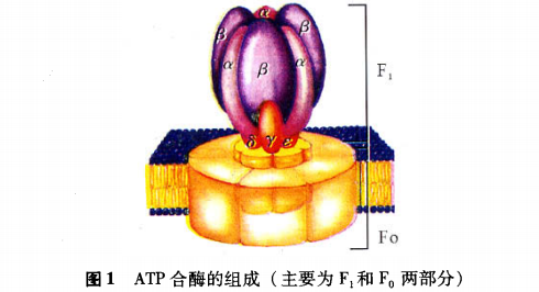 ATP合成酶