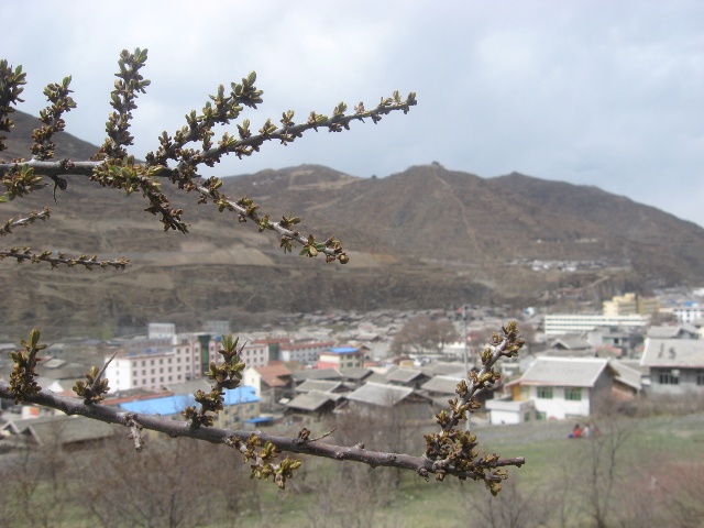 棘棘芽