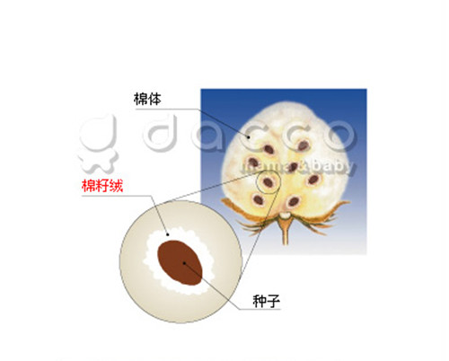 口腔清潔棉