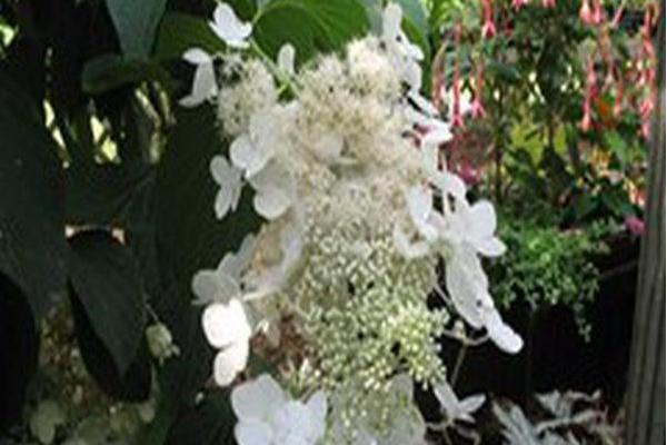 Hydrangea paniculata \x27White Moth\x27