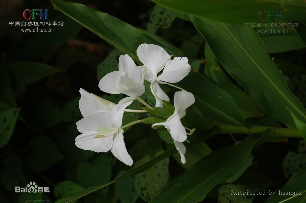 野薑花精油