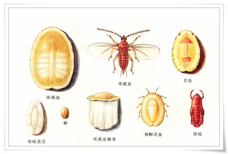 連翹綿蠟蚧