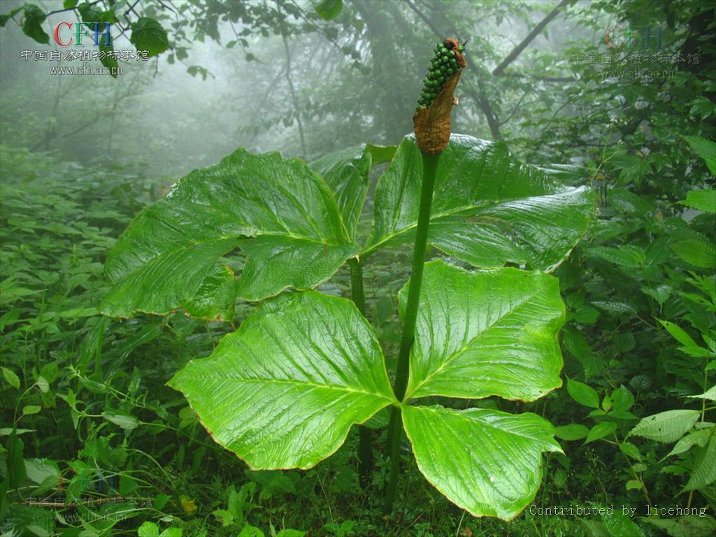 象南星(麻芋子)