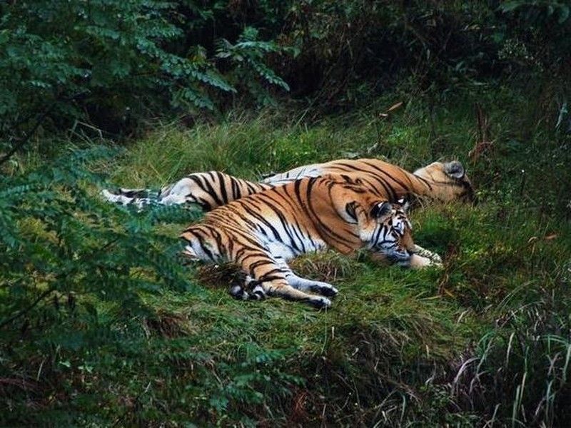 島森林野生動物世界