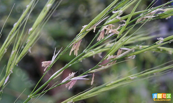 鮮菰根