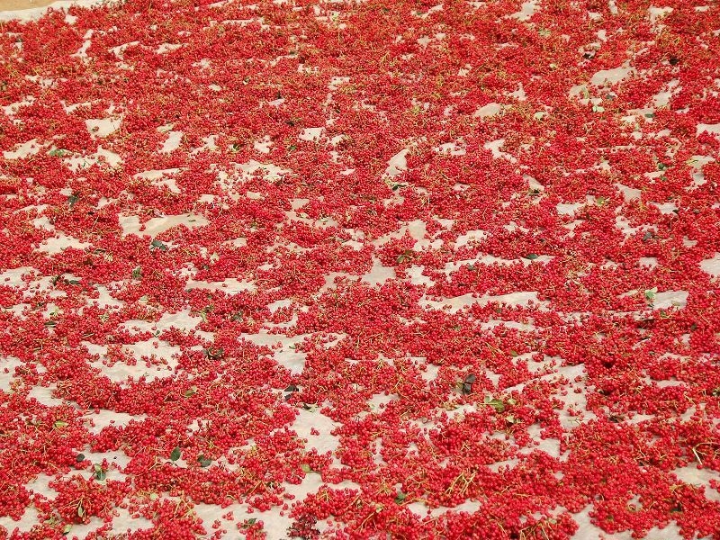 麥積花椒