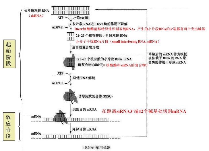 RNA干擾(rna干涉)