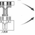 嵌合抗體