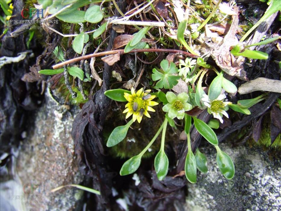 小鴉跖花