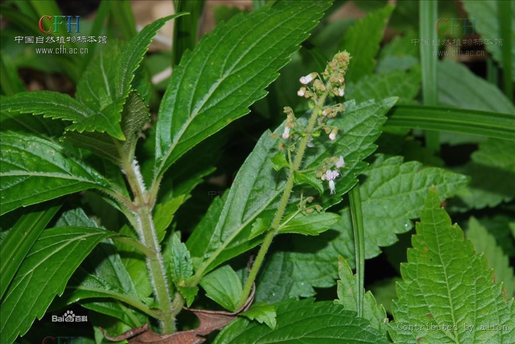 小花線紋香茶菜