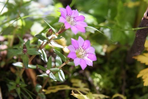 硬核（原變種）