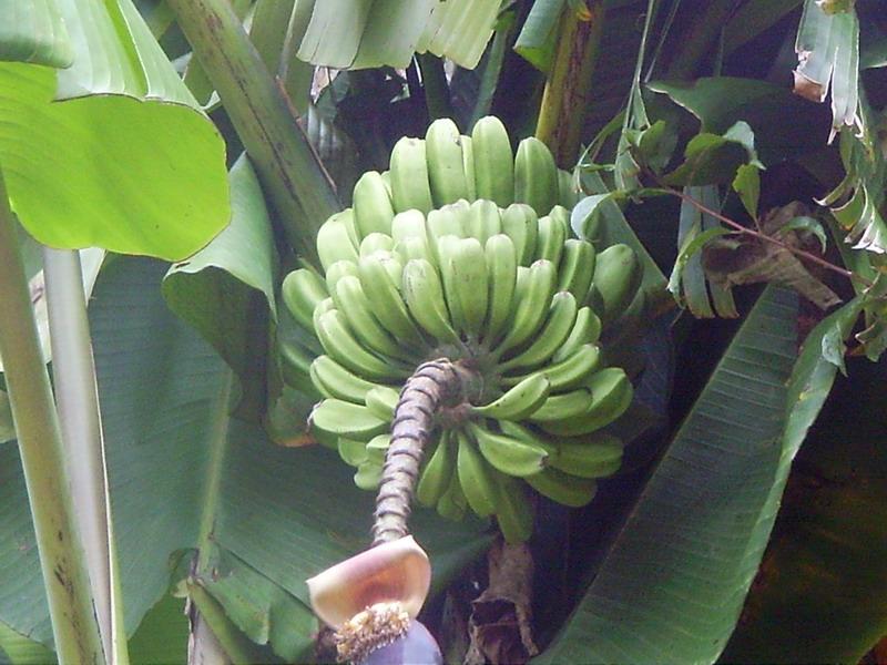 迤大壩村香蕉種植