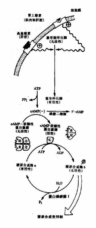 糖原(糖元)