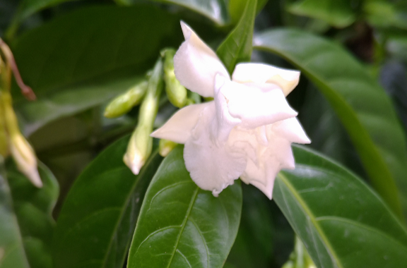 狗牙花(夾竹桃科狗牙花屬植物)