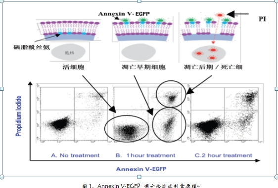 Annexin V