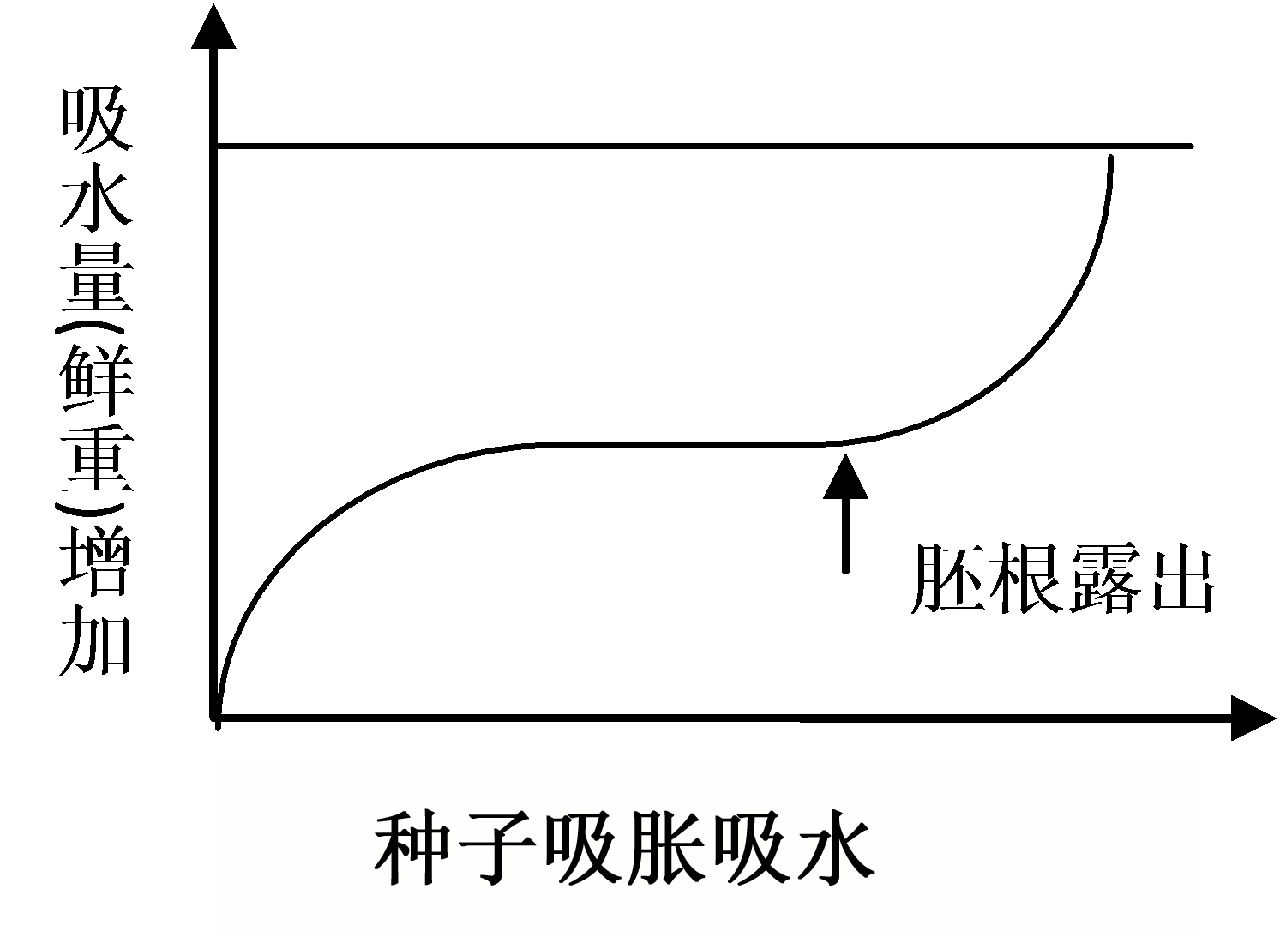 種子的吸脹吸水