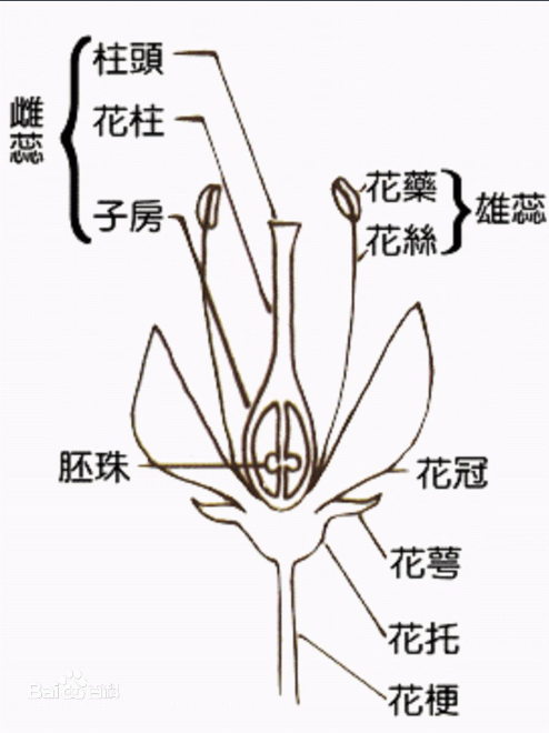 柱頭