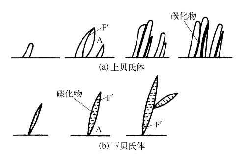 圖1 貝氏體形成過程示意