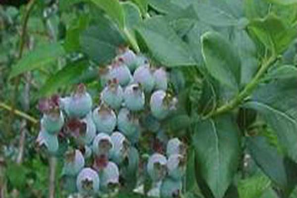 Vaccinium corymbosum \x27Bluecrop\x27