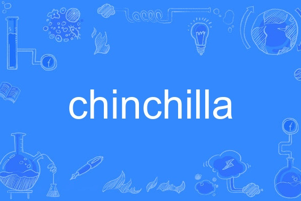 chinchilla