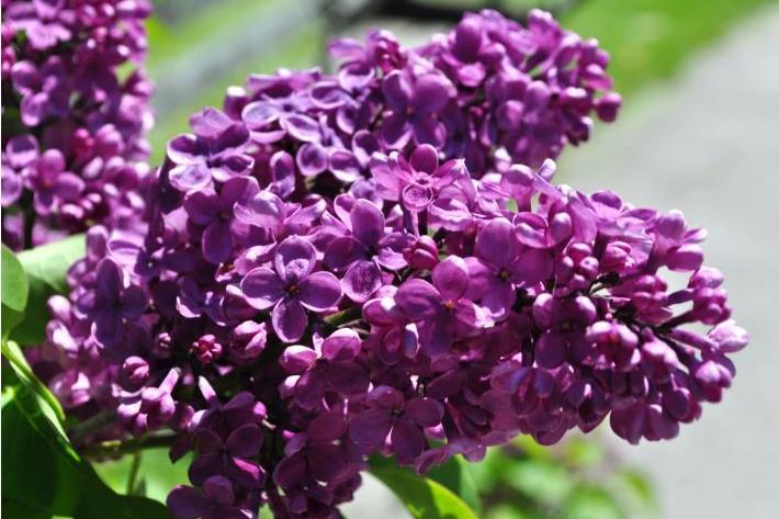 Syringa vulgaris \x27Agincourt Beauty\x27