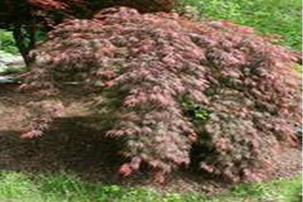 Acer palmatum var. dissectum \x27Inaba-shidare\x27