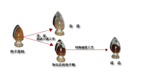 上海大漢堂生物科技有限公司