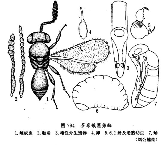 松毛蟲黑卵蜂