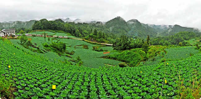 曾家山甘藍