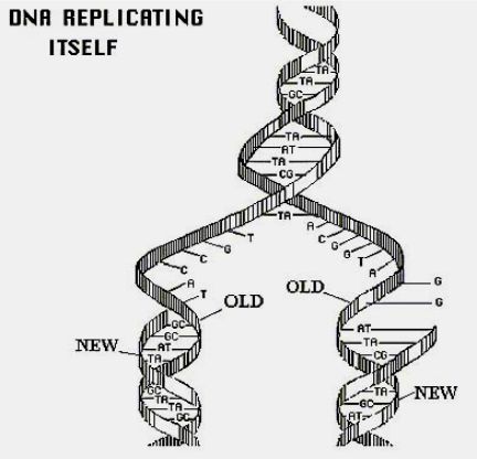 DNA複製