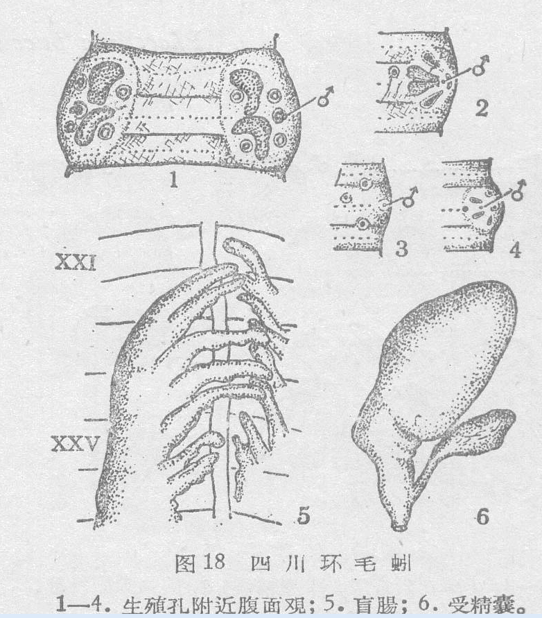 四川環毛蚓