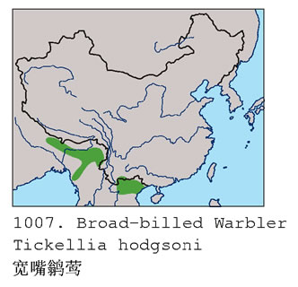 寬嘴鶲鶯分布