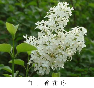 白花什錦丁香