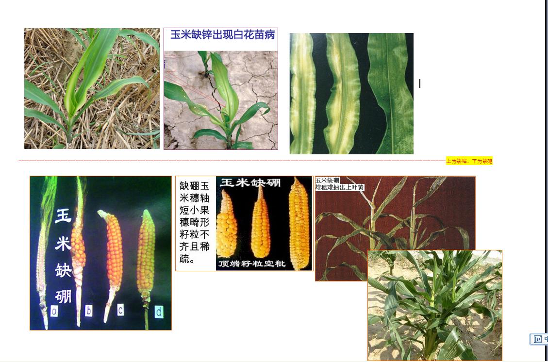 玉米缺鋅和缺硼共7圖