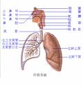 酞磺醋胺