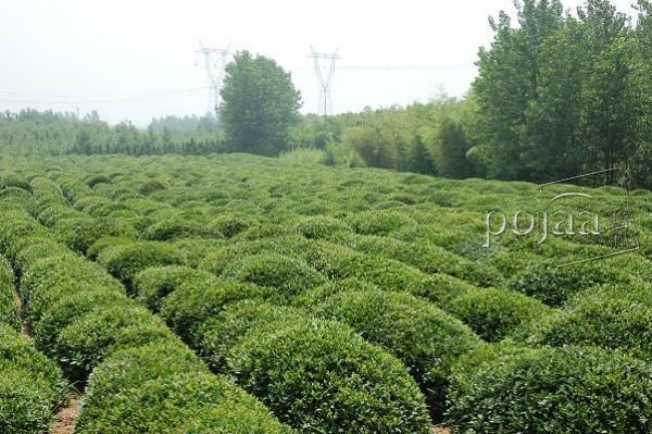 海青茶園