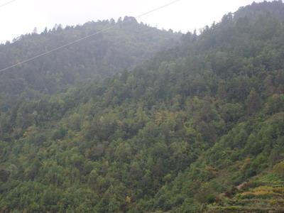 天銀廠村生態山林