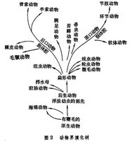 多孔動物門（化石）