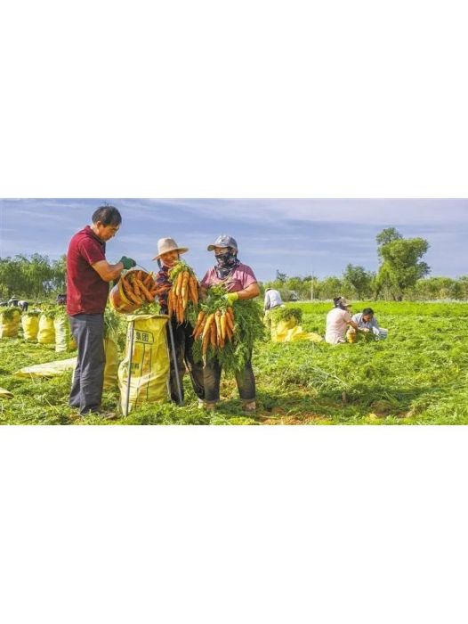 榆林市靖邊縣東坑鎮胡蘿蔔基地