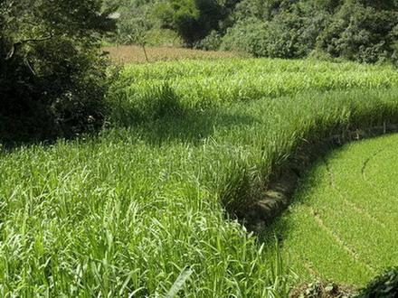 綠柴沖村種植的甘蔗