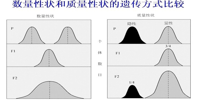 數量性狀位點