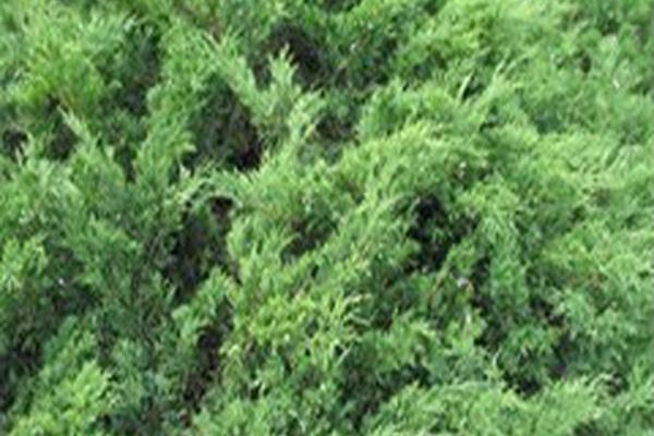 Juniperus sabina