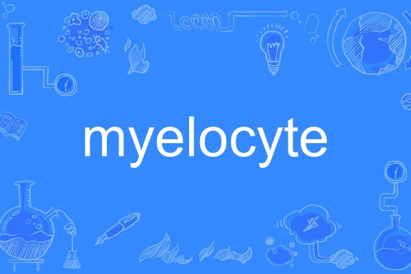 myelocyte