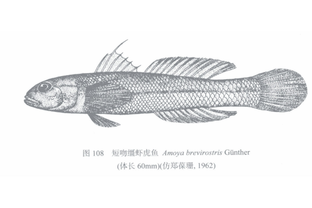 短吻韁蝦虎魚