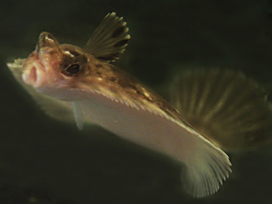 Pleuronichthys verticallis